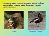 Из редких видов птиц встречаются малый лебедь, краснозобая казарка, орлан-белохвост, беркут, кречет, сапсан . Беркут. Краснозобая казарка