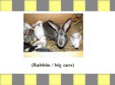 (Rabbits / big ears)