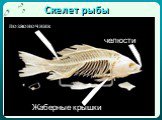 Скелет рыбы позвоночник челюсти Жаберные крышки
