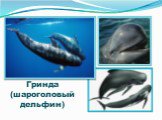 Гринда (шароголовый дельфин)