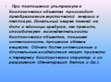   При поглощении ультразвука в биологических объектах происходит преобразование акустической энергии в тепловую. Локальный нагрев тканей на доли и единицы градусов, как правило, способствует жизнедеятельности биологических объектов, повышая интенсивность процессов обмена веществ. Однако более интенс