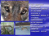 На территории биостанции проводятся работы по изучению экологии и поведения волка. В условиях, приближённых к естественным, изучается формирование и развитие поведения волчат