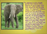 The elephant is the largest animal that lives on land. Elephants have larger ears than any other animal and their tusks are the largest teeth. An elephant` s nose is called a trunk. A lot of things can be done with the help of a trunk. An elephant is a nice animal, strong and friendly. It leaves gra