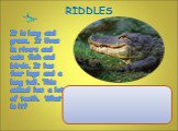 It is long and green. It lives in rivers and eats fish and birds. It has four legs and a long tail. This animal has a lot of teeth. What is it? RIDDLES