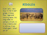 I am very, very big. I like to eat grass. I have four legs and two big ears. My long nose is called a trunk. I live in India and in Africa. I am intelligent. What am I?