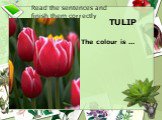 TULIP The colour is ... Read the sentences and finish them correctly