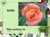 ROSE The colour is