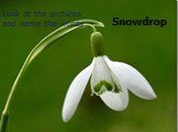 Snowdrop. Look at the pictures and name the words
