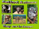 Extinct Animals They are in danger!