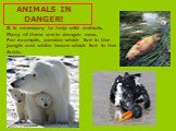 ANIMALS IN DANGER! It is necessary to help wild animals. Many of them are in danger now. For example, pandas which live in the jungle and white bears which live in the Arctic.