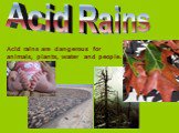 Acid Rains. Acid rains are dangerous for animals, plants, water and people.