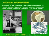 ОТКРЫТИЕ АНТИБИОТИКОВ. А. Флеминг в 1928 г. наблюдал зоны лизиса стафилококка в чашках, случайно проросших зеленой плесенью. Выделенный штамм плесени губительно действовал и на другие микробы. А.Флеминг (1881 – 1955) английский бактериолог. Рenicillium