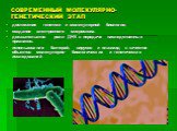 СОВРЕМЕННЫЙ МОЛЕКУЛЯРНО- ГЕНЕТИЧЕСКИЙ ЭТАП. достижения генетики и молекулярной биологии, создание электронного микроскопа. доказательство роли ДНК в передаче наследственных признаков. использование бактерий, вирусов и плазмид в качестве объектов молекулярно- биологических и генетических исследований