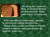 Из зерна ржи получают муку, из которой выпека- ют чёрный хлеб. Такой хлеб очень питательный. В Англии чёрный хлеб очень дорогой, он считается хлебом для богатых. Кроме муки, из ржи получаются отруби, солома и мякина, которыми кормят до- машних животных.