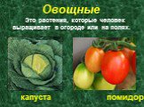Овощные. Это растения, которые человек выращивает в огороде или на полях. капуста помидор