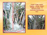 Самое старое дерево Украины - олива, возраст которой 2 тысячи лет, произрастающая в Никитском ботаническом саду