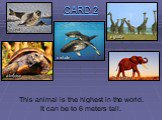This animal is the highest in the world. It can be to 6 meters tall. a seal a tortoise a whale a giraffe an elephant