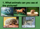 1. What animals can you see at the pictures? a dolphin a hedgehog a rabbit a horse a wolf
