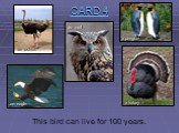 This bird can live for 100 years.