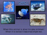 When this animal is alive it is grey or brown. When it is boiled it becomes bright red. a jelly-fish an octopus an electric ray a crab