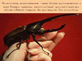 По количеству видов насекомые –самая богатая группа животных в мире. Размеры насекомых различны. Самый крупный в мире жук обитает в Южной Америке. Это жук-геркулес. Его длина 16 см.