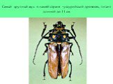Самый крупный жук в нашей стране -уссурийский дровосек, гигант длиной до 11 см.