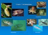 Класс Головоногие. Каракатицы Осьминоги Кальмары