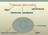 Главные части клетки. Ядро Цитоплазма. Клеточная мембрана