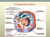 Строение клетки МЕМРАНА