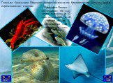 Главным богатством Мирового океана являются его биологические ресурсы :рыба, и фитопланктон и другие. Биомасса Океана насчитывает 150 тыс. видов животных и 10 тыс. водорослей, а её общий объём оценивается в 35 миллиардов тонн.