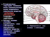 В подкорковых структурах головного мозга (промежуточном мозге) выделяются химические вещества - медиаторы удовольствия (эндорфин , эндоэтанол). Каждый человек способен вырабатывать свое собственное наркотически подобное вещество - внутренний морфин или внутренний алкоголь. 3 — Промежуточный мозг (та
