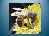 Пчела На цветке сидит пчела, До чего она мала. Набирает сладкий сок Наша пчёлка в хоботок. К. Быкова