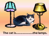 between. The cat is..………....…..the lamps.