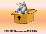 The cat is.…....…..the box.