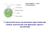 Схема строения клетки хламидомонады. У одноклеточных организмов единственная клетка выполняет все функции целого организма
