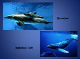Дельфин Горбатый кит
