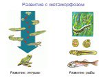 Развитие лягушки Развитие рыбы. Развитие с метаморфозом