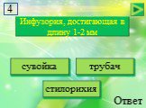 Инфузория, достигающая в длину 1-2 мм. сувойка трубач стилорихия