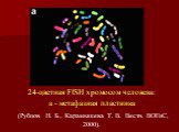 24-цветная FISH хромосом человека: a - метафазная пластинка (Рубцов  Н. Б., Карамышева  Т. В.  Вестн. ВОГиС, 2000).