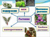 Растения. Цветковое растение. водоросли