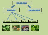 природа растения животные грибы бактерии
