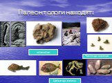 Палеонтологи находят: отпечатки Части организмов Целые организмы
