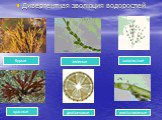 Дивергентная эволюция водорослей. бурые зеленые золотистые красные диатомовые желто-зеленые