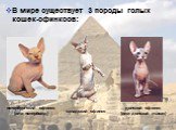 В мире существует 3 породы голых кошек-сфинксов: канадский сфинкс. донской сфинкс (или донской лысак). петербургский сфинкс (или петерболд)
