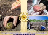 Надо успеть за короткое время, пока не пересохла почва, посеять семена хлебных и овощных растений, высадить картофель.