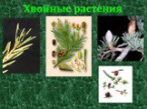 Хвойные и цветковые растения (2 класс) Слайд: 15