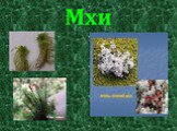 Хвойные и цветковые растения (2 класс) Слайд: 7