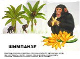 Шимпанзе- всеядные животные. Всеядные питаются растениями и мясом. Они едят фрукты, листву, семена, птиц и насекомых. Какие фрукты шимпанзе любят больше всего? Конечно, спелые бананы! ШИМПАНЗЕ