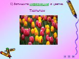 1) Запишите информацию о цветке. Тюльпан