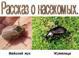Майский жук Жужелица. Рассказ о насекомых.